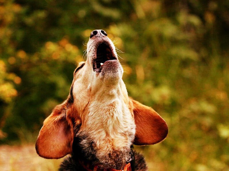 Köpekler Neden Ulur ve Bunun Sebepleri Nelerdir ?