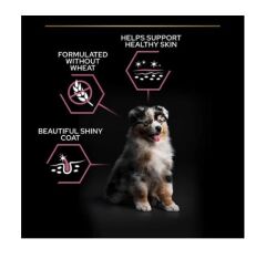 Pro Plan Medium Puppy Sensitive Somonlu Yavru Köpek Maması 12 Kg