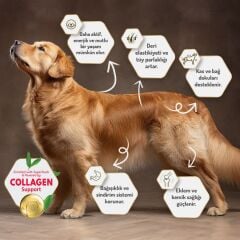 Felicia Small Mini Kuzu Etli Kolajenli Yetişkin Köpek Maması 6 Kg