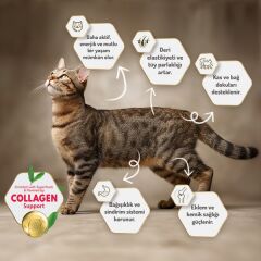 Felicia Yetişkin Somonlu Az Tahıllı HypoAllergenic Kedi Maması 2 Kg