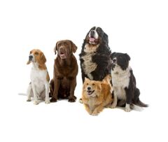 Pro Plan Sensitive Digestion Medium Adult Kuzu Etli Yetişkin Köpek Maması 14 Kg